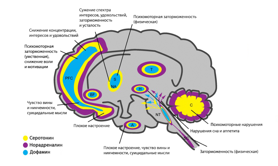 Депрессия головного мозга. Нейротрансмиттеры ГАМК. Выработка серотонина мозг. Нейромедиаторы головного мозга. Мозг при депрессии.