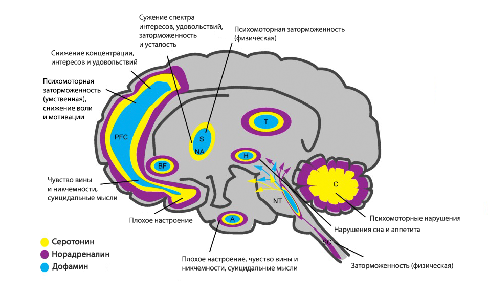 Вызвать изменения мозгу изменения. Нейротрансмиттеры ГАМК. Выработка серотонина мозг. Нейромедиаторы головного мозга. Мозг при депрессии.