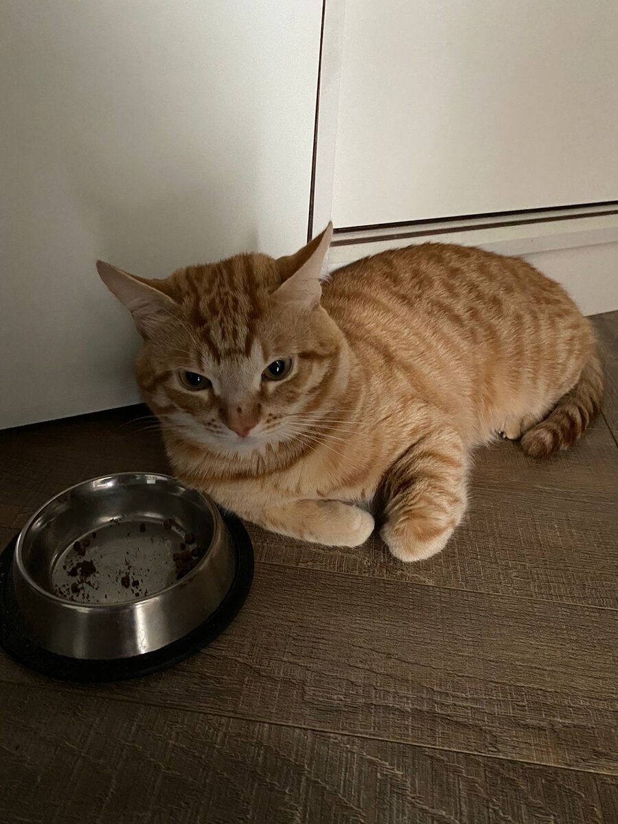 Сами уехали, а меня голодать оставили! 