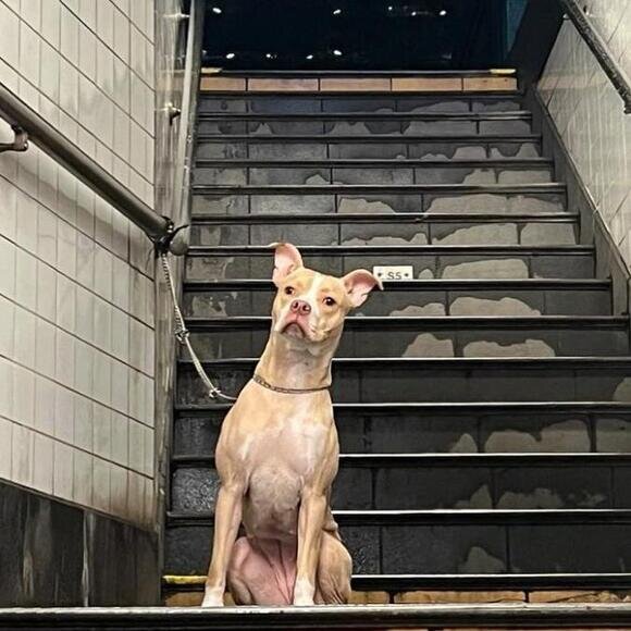 Источник фото: https://www.newsbreak.com/new-york-city-ny/2979570730263-woman-adopts-pitbull-abandoned-in-nyc-subway
