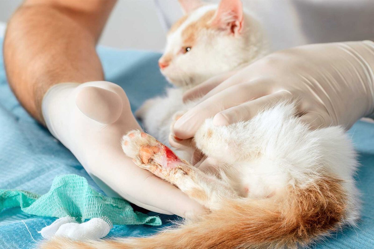 Сепсис у кошек: причины, симптомы и методы лечения