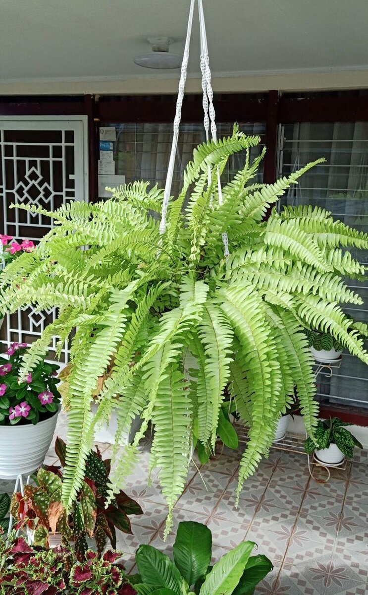 Нефролепис 