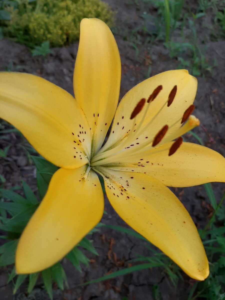 Лилии - красивые и разнообразные цветы, которые могут быть всяких цветов, форм и размеров. 