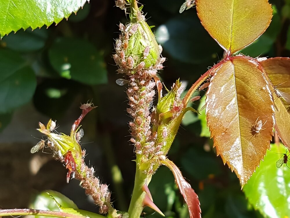    Тля на розе