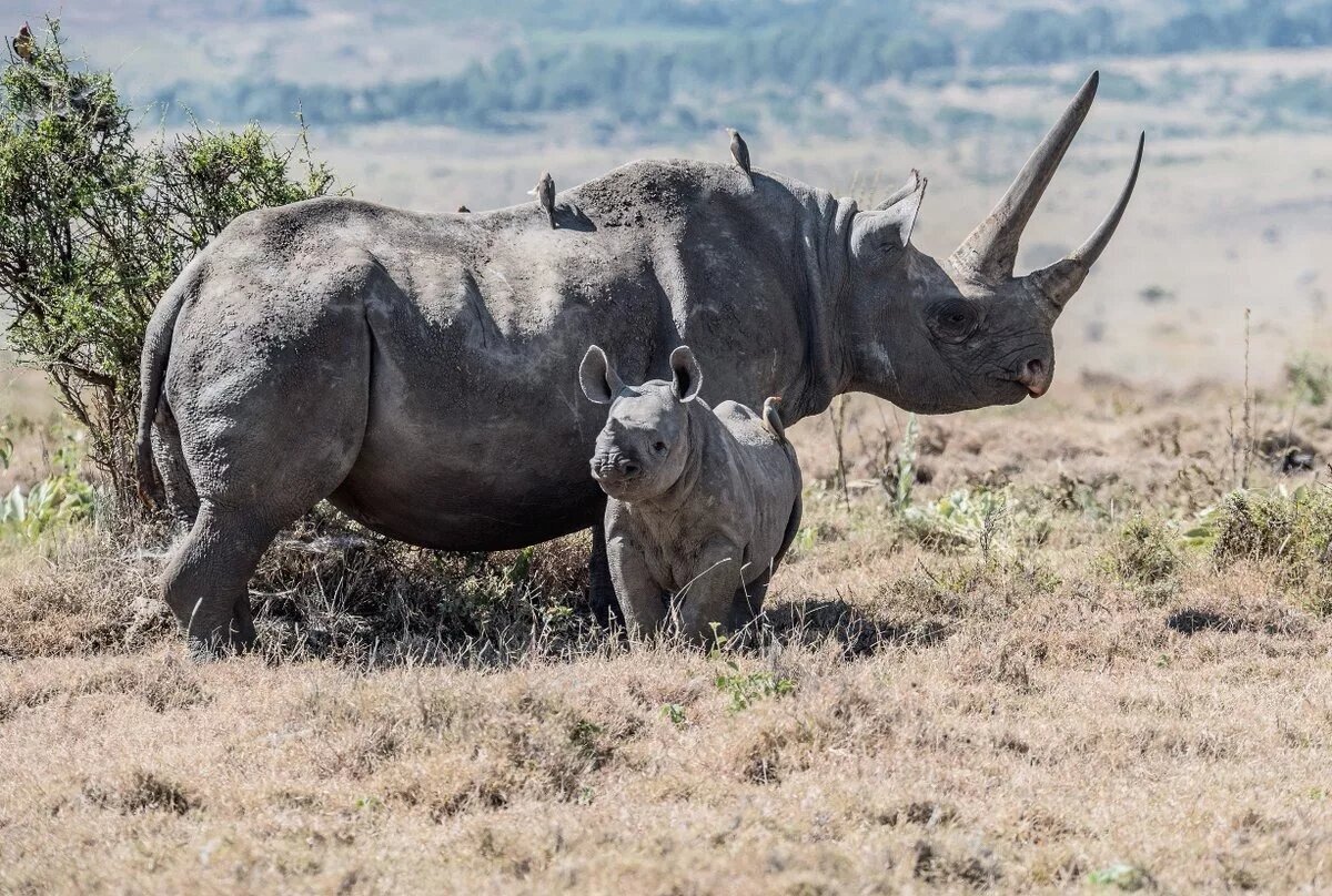 Белый носорог вымер или нет. Камерунский носорог. Западный Африканский носорог. Камерунский черный носорог. Черный носорог носорог.