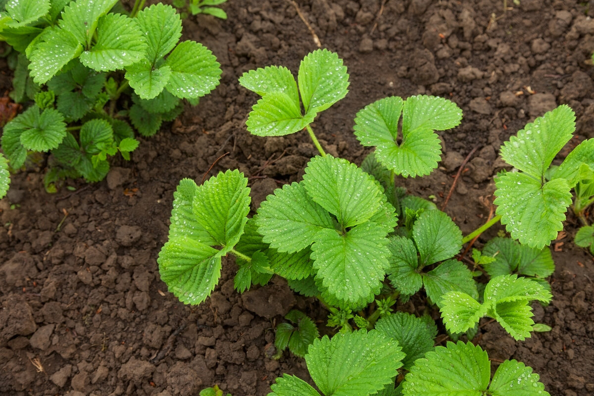    Один из капризов клубники — отсутствие цветков