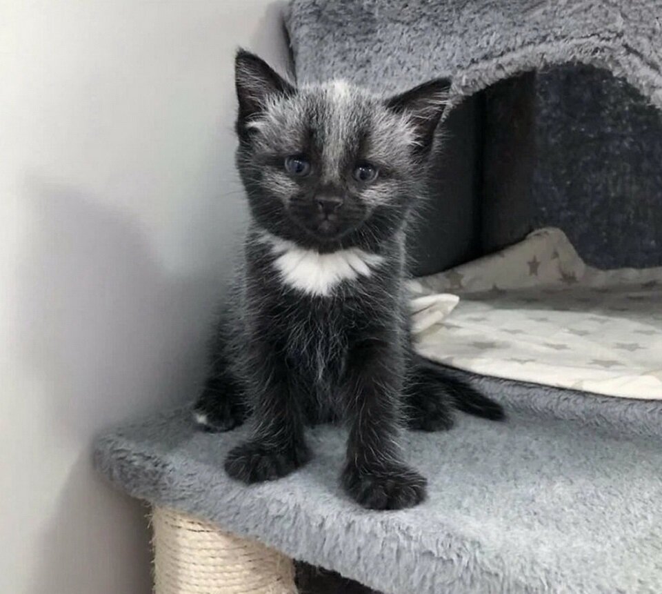 Врачи утверждают, что проседь у Дженни со временем пройдет, и она станет полностью черной