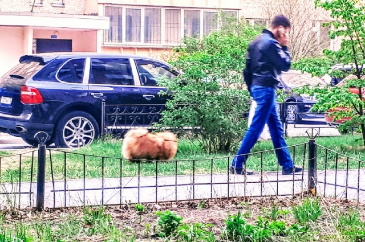    В Тобольске могут появиться «дог-боксы»