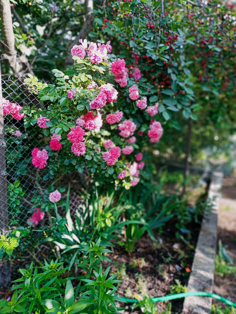 Моя любимица 