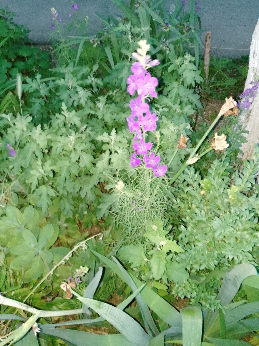 Например, цветы во дворе