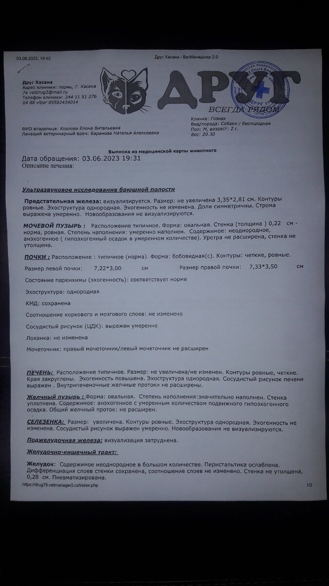 Новости об ист0щенн0м песике Гознаке. | ЯЖИВОЙ Дзен - спасенные животные в  добрые руки г.Перми и Пермского Края 59 регион | Дзен