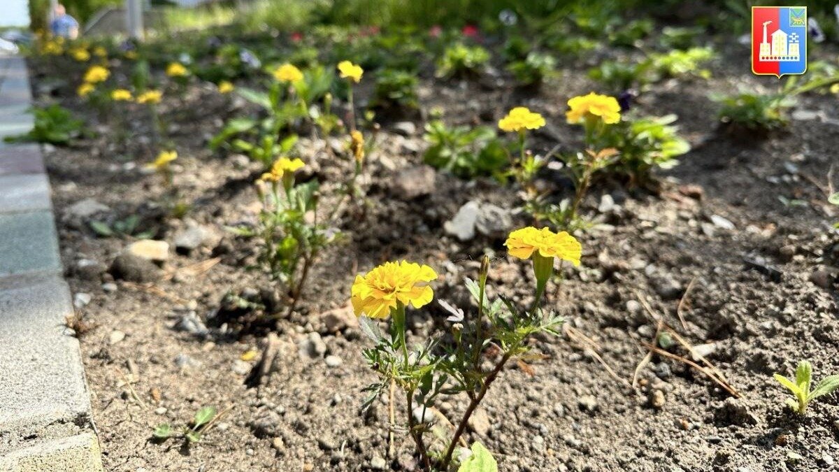     В Спасске-Дальнем большую работу по озеленению города и созданию прекрасных цветочных композиций на клумбах и в парках ведут сотрудники «Участка озеленения» МУП «Городской рынок».