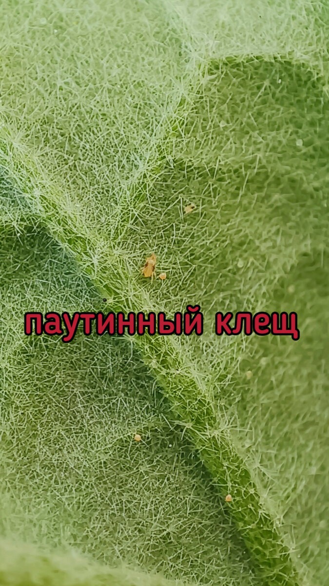 Чем жарче и суше, тем быстрее развивается клещ! 