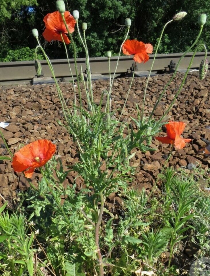 Мак можно выращивать на даче. Мак (Papaver) Helen Elizabeth. Мак самосейка всходы. Клумба из мака самосейки. Мак самосейка фото всходов.