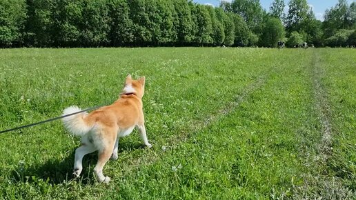 Держите меня четверо или деревенская пастораль