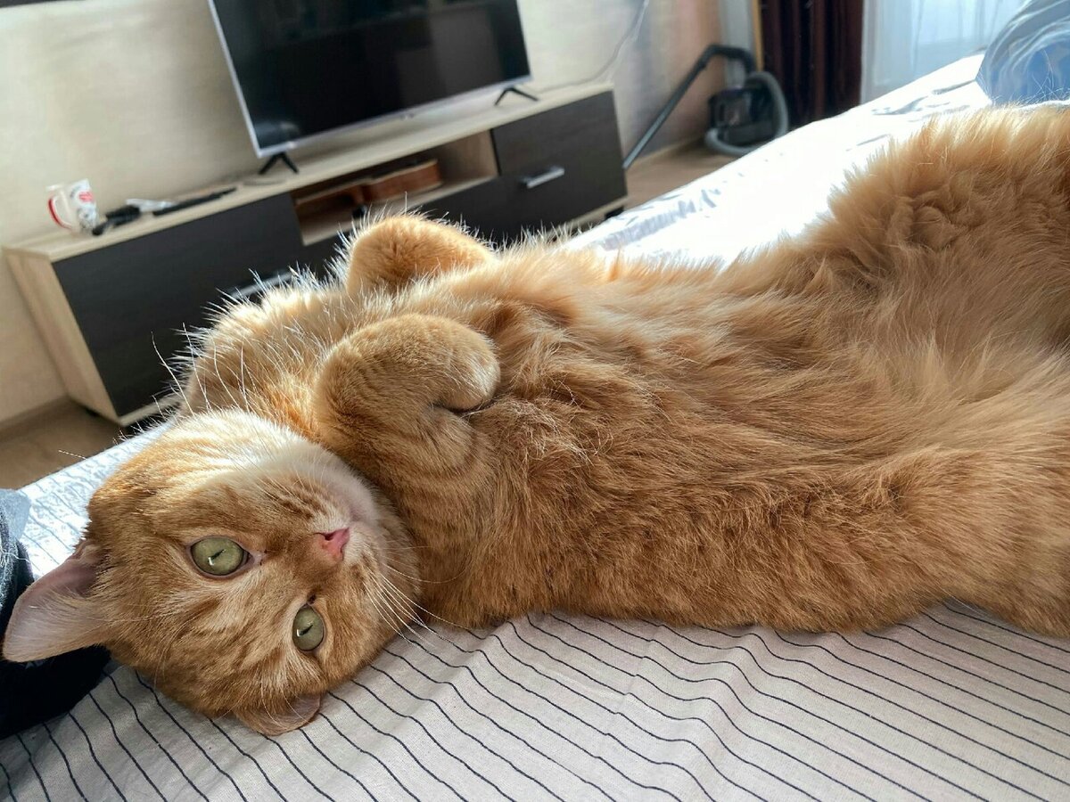 Кот судьбы. Европейская короткошерстная кошка рыжая. Судьба кота. Кот смирение. Европейский короткошерстный кот рыжий.