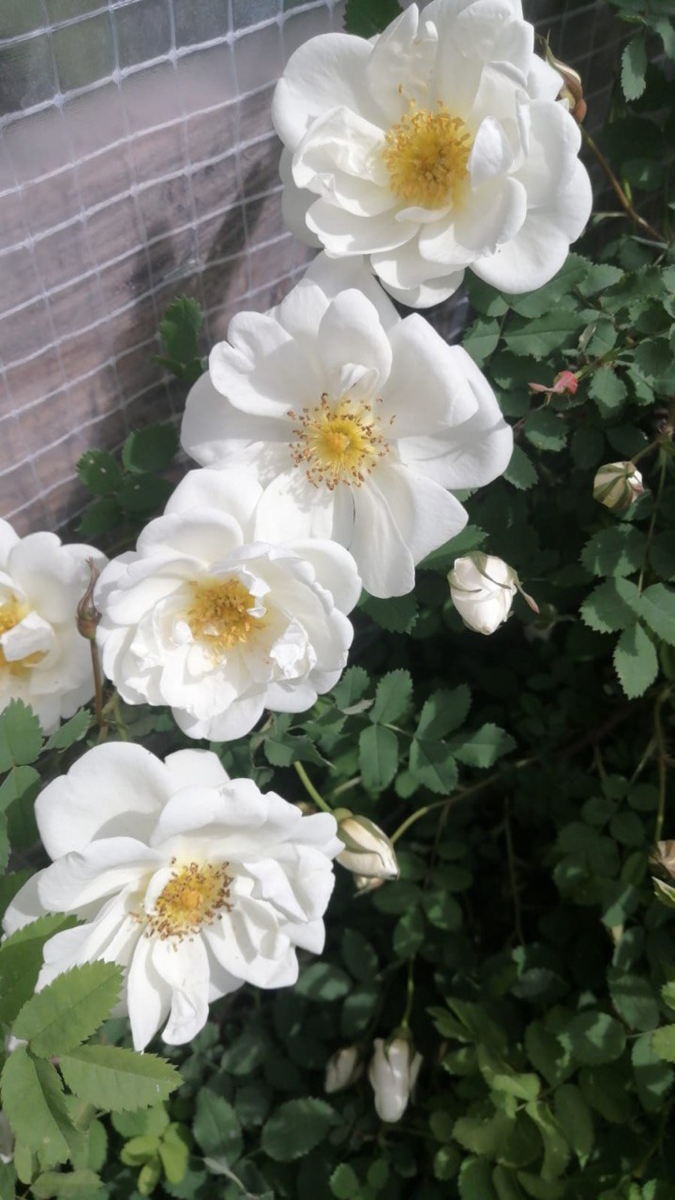 Это брат прислал, жена у него такую красоту вырастила, Танюшка - огородница наша.