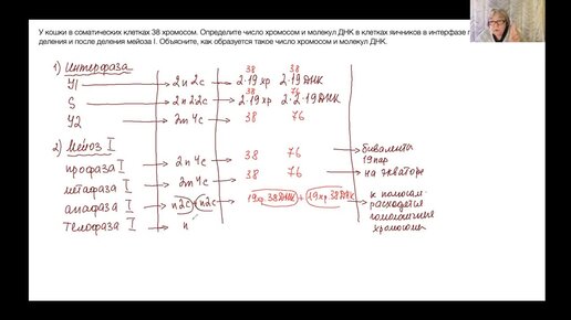 Срочно смотрим и учимся! 28-е задание ЕГЭ по Биологии! Задача 1 (количество хромосом и ДНК в яйцеклетке кошки)