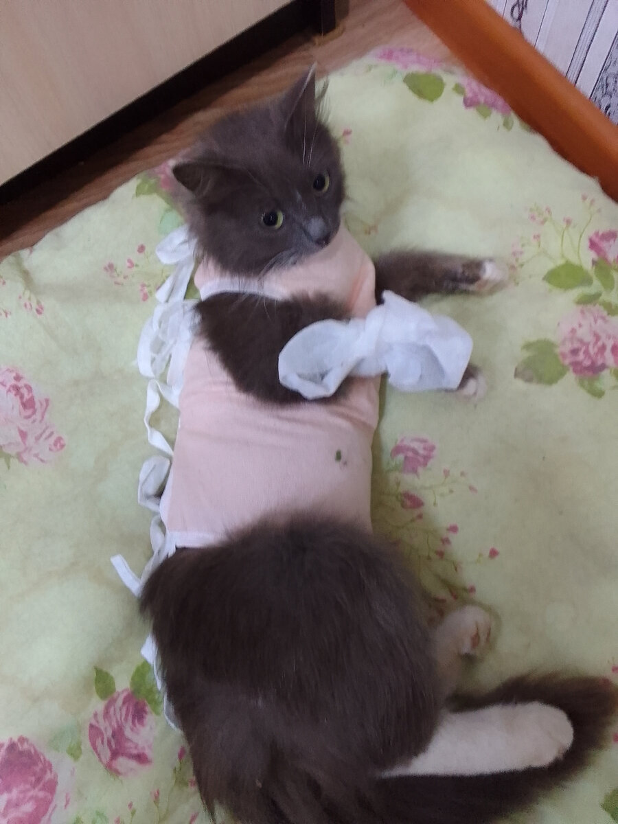 Кошка N 2