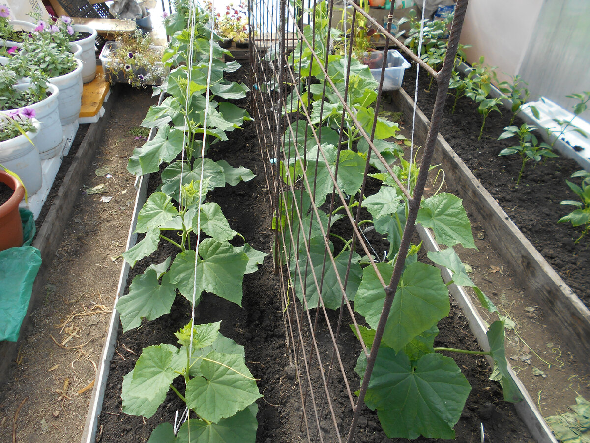 Огуречная грядка в теплице