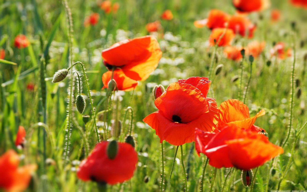 Фото маков. Поле маков