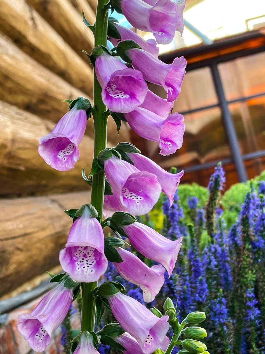 Цветение 2022 г, конец июля.