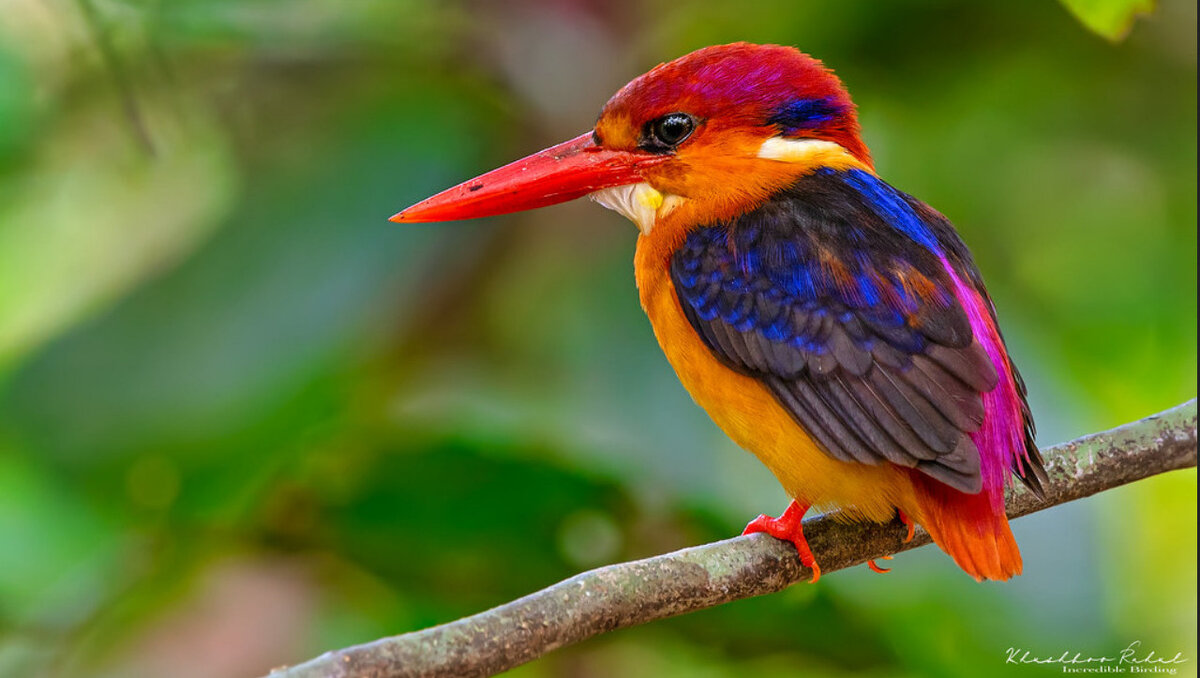     Исследование финских орнитологов на основе приложения Iratebirds показало, какие птицы приятнее всего человеческому глазу. Самыми визуально привлекательными оказались яркие обитатели тропиков, хотя хищников и даже простых синиц также оценили высоко.