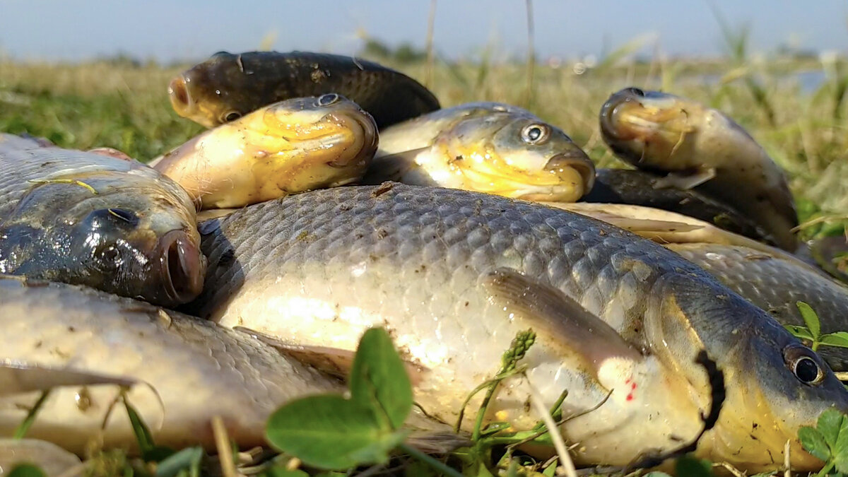 Крупная насадка отсекает мелкую рыбу!», – так ли это? Делюсь личным опытом  🎣 | О РЫБАЛКЕ И ЕДЕ | Дзен