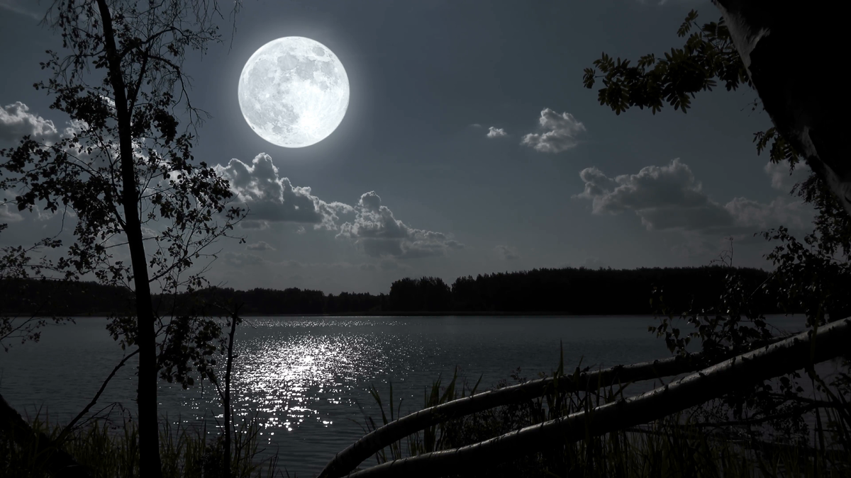 "Ночка", Арсений Скорняков. Источник: https://vsegda-pomnim.com/les/8877-lunnaja-noch-v-lesu-64-foto.html