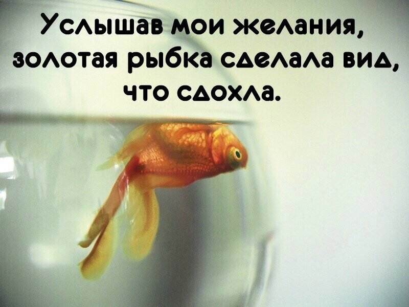 Готова любое желание. Золотая рыбка юмор. Золотая рыбка исполняет желания. Надпись Золотая рыбка. Золотая рыбка прикол.