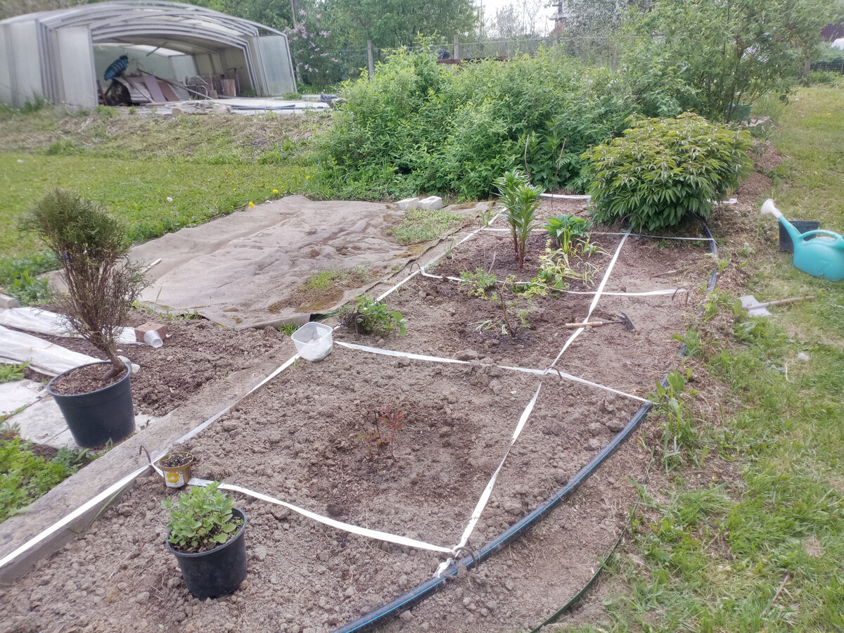 Котовник на переднем плане ждет ямки, а мелисса в среднем квадрате уже посажена)