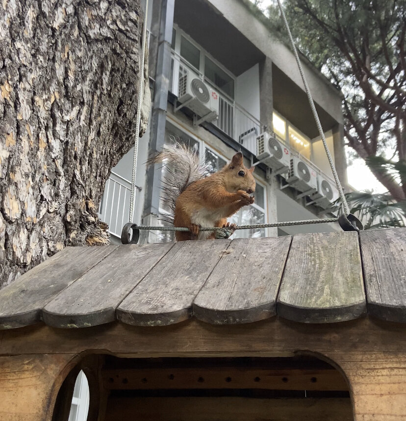 Белочка возле 3 корпуса