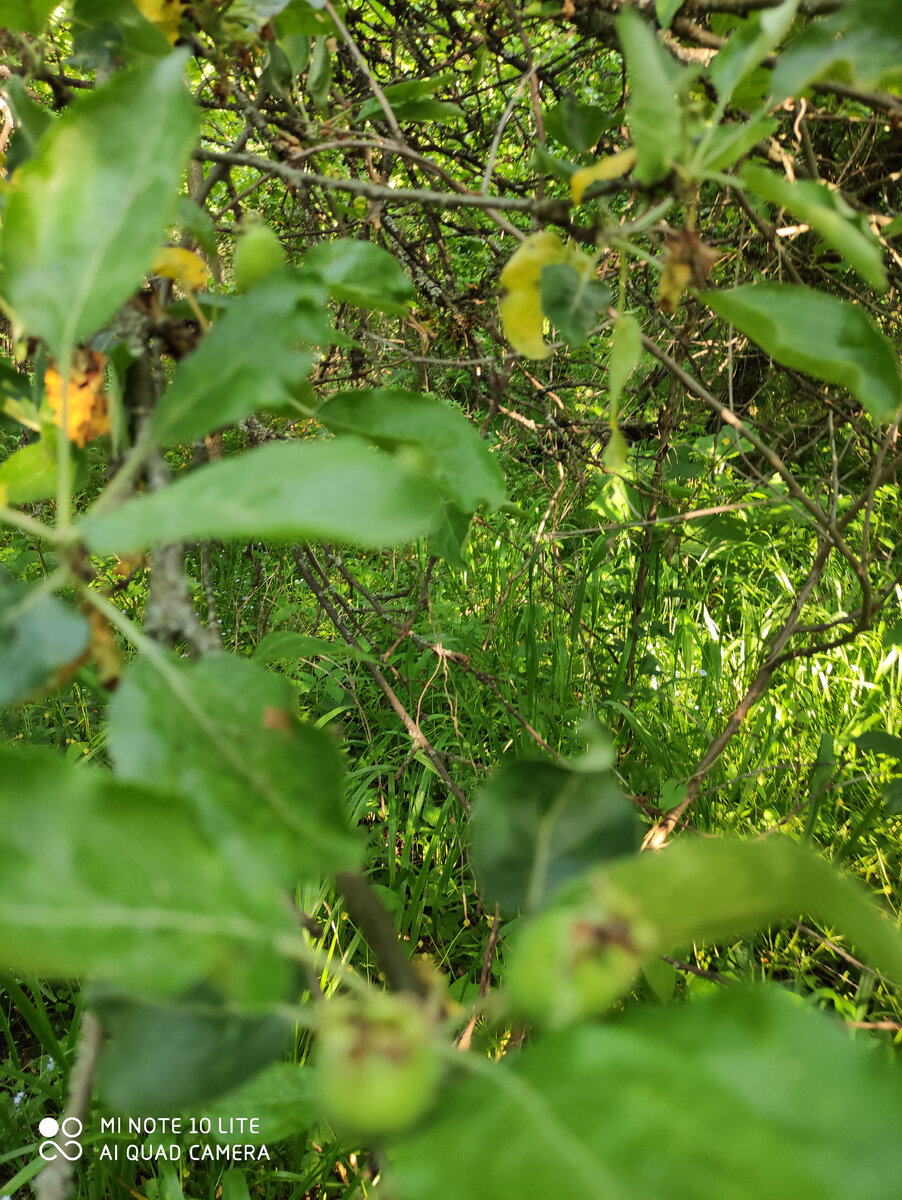 Будет белый налив