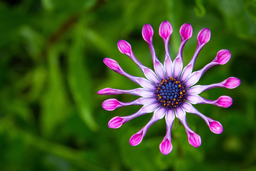 Остеоспе́рмум (лат. Osteospermum)