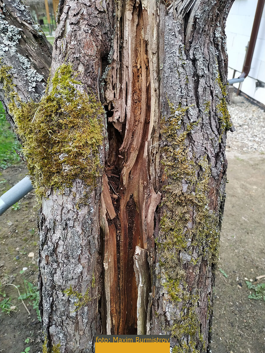 Ствол весь выгнил изнутри, гниль продолжает прогрессировать.