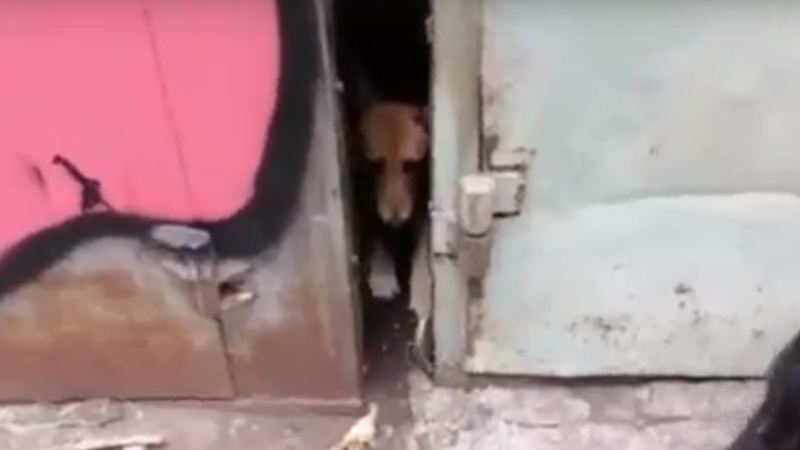 ФОТО: СКРИНШОТ С ВИДЕО.