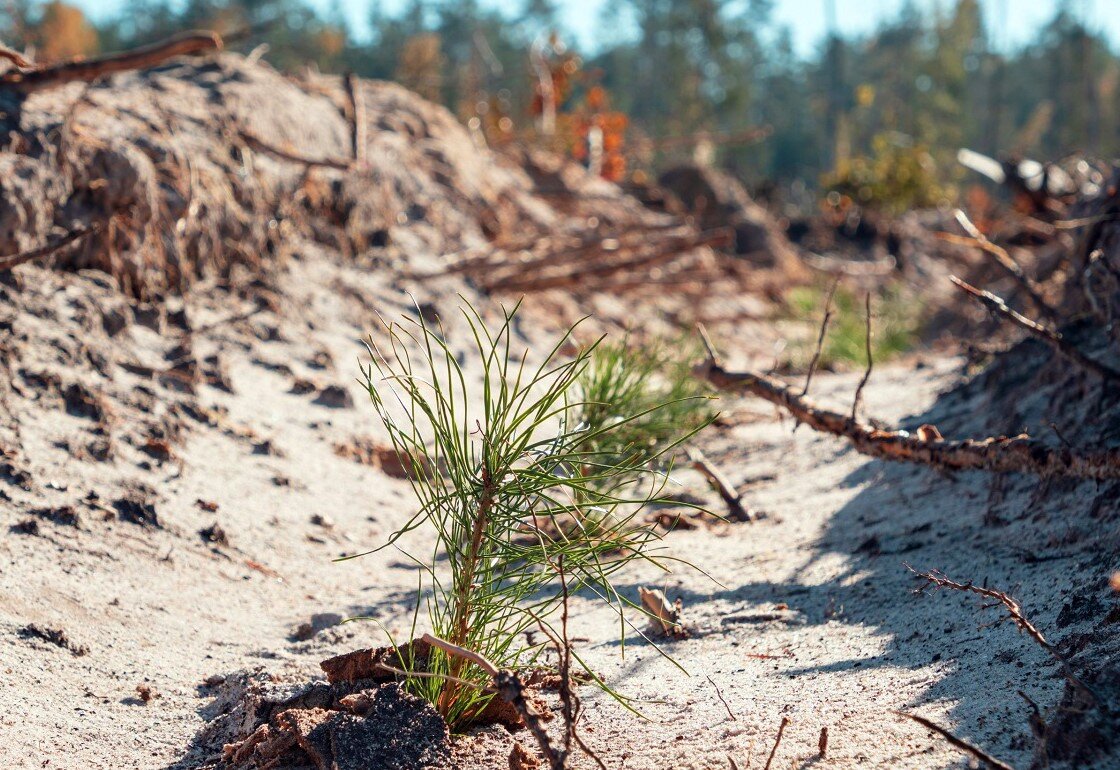 Посадка сосны