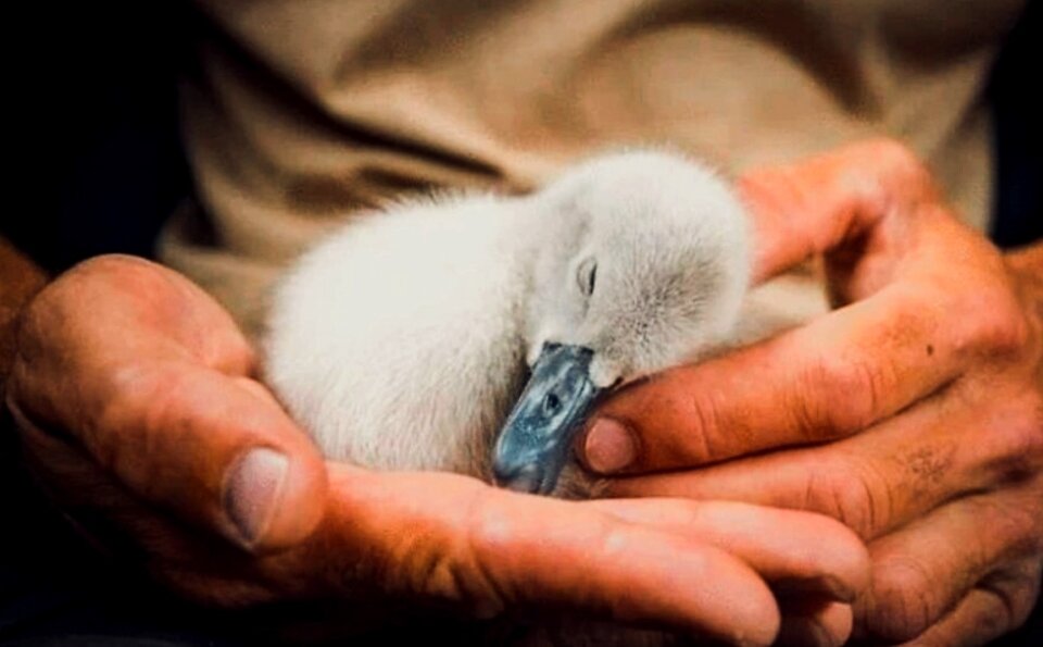 Неожиданная находка Роба