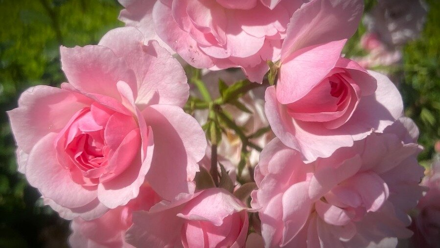 Розовая вода - рецепт