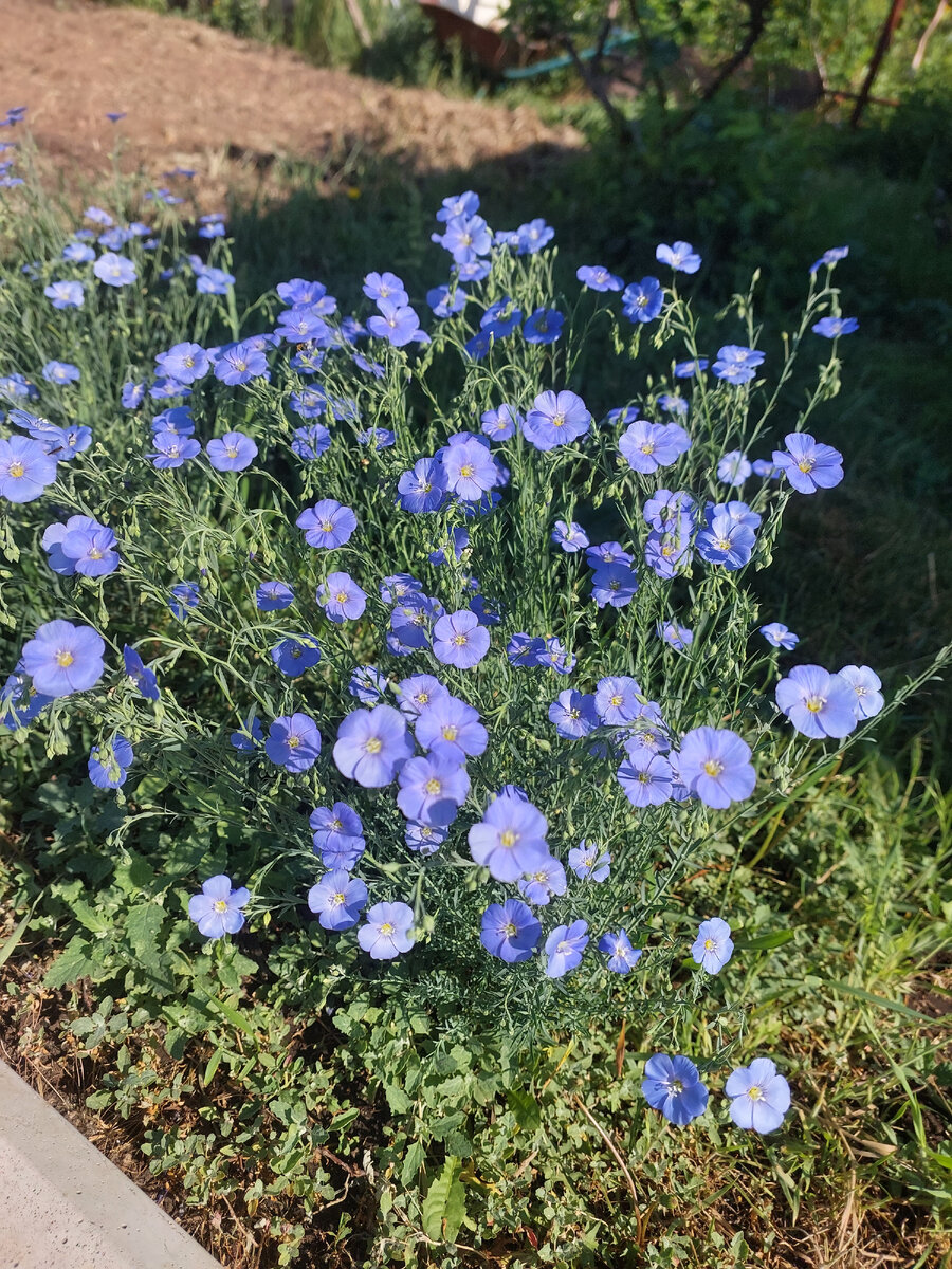 Лён, как пример устойчивости и гибкости: каждый день все цветы осыпаются, но с утра он опять радует нас ярким пятном нашего сада.