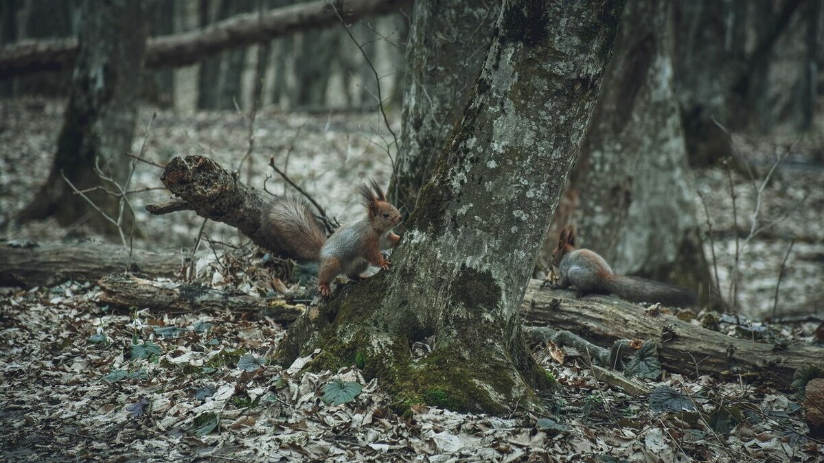     Администрация Невинномысска бездействовала и не приняла меры по лесоустройству, указал ставропольский межрайонный природоохранный прокурор Геннадий Соболев.