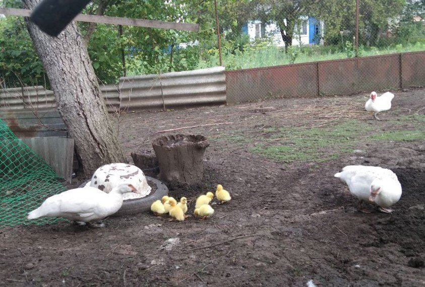 Первых малышей мама вывела на прогулку
