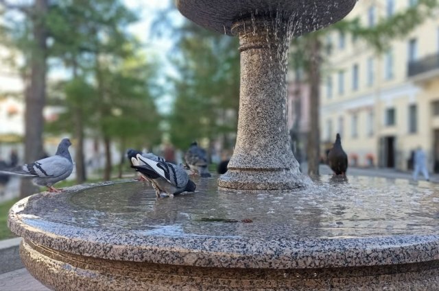    Что известно о найденных в Ленобласти десятках мёртвых птиц?