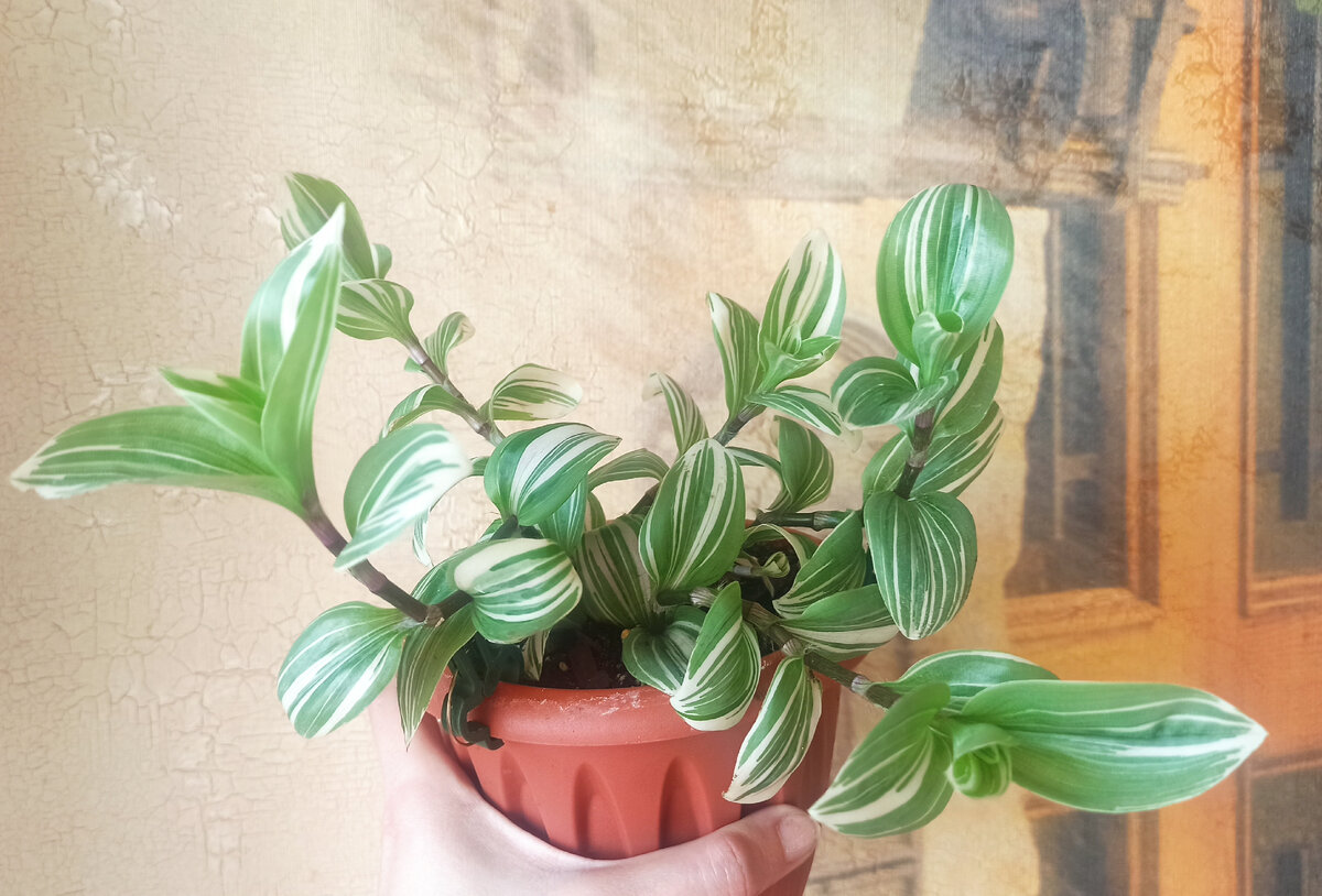 Вот такой стала спустя месяц