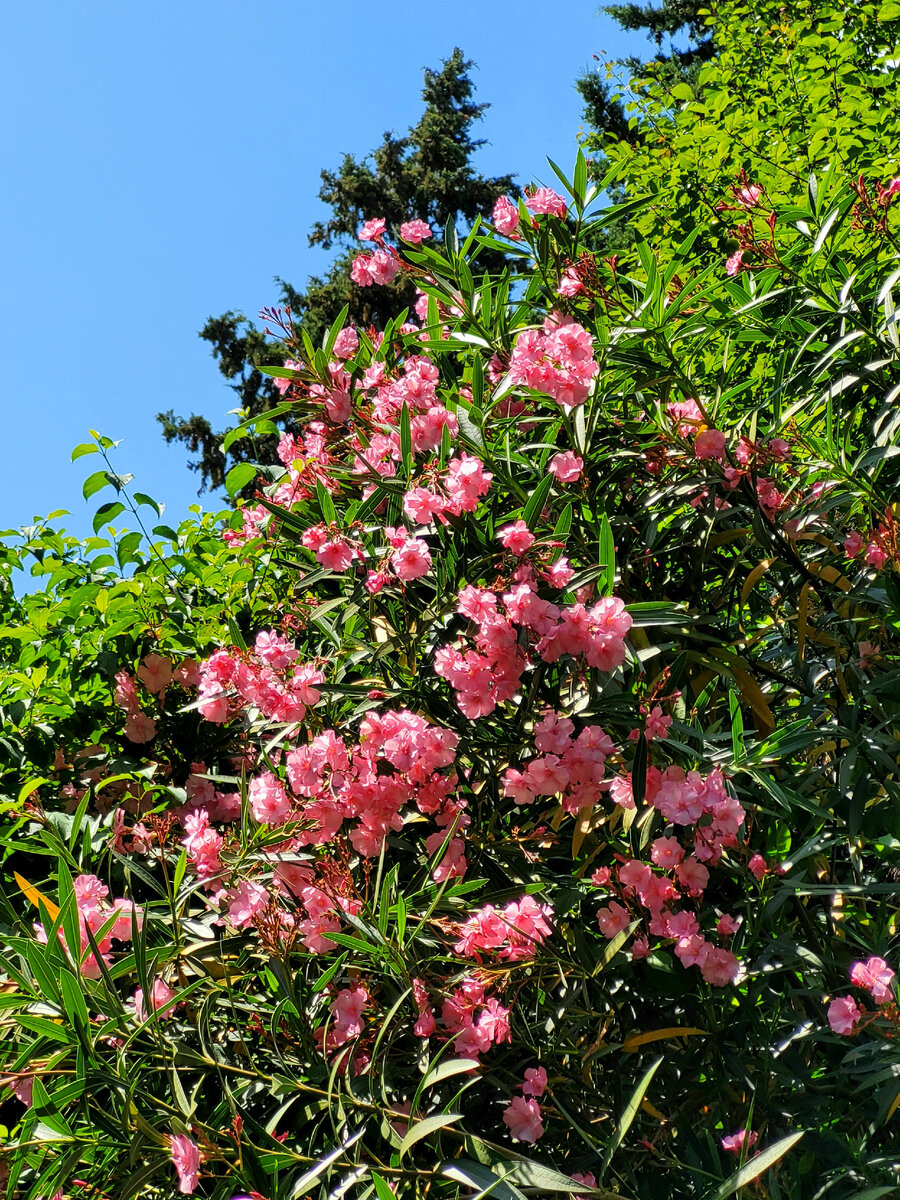 Олеандр. Фото автора