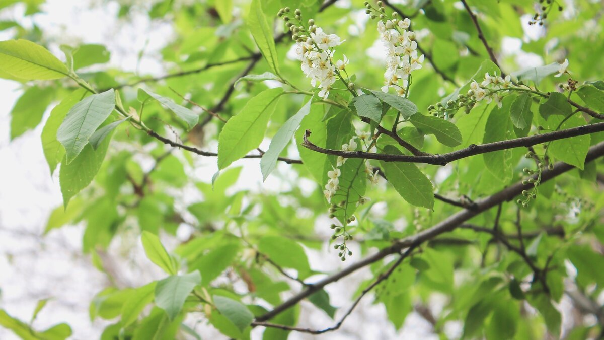    Все насаждения в карельском поселке оказались окутаны паутиной, сообщили в эфире федерального канала.