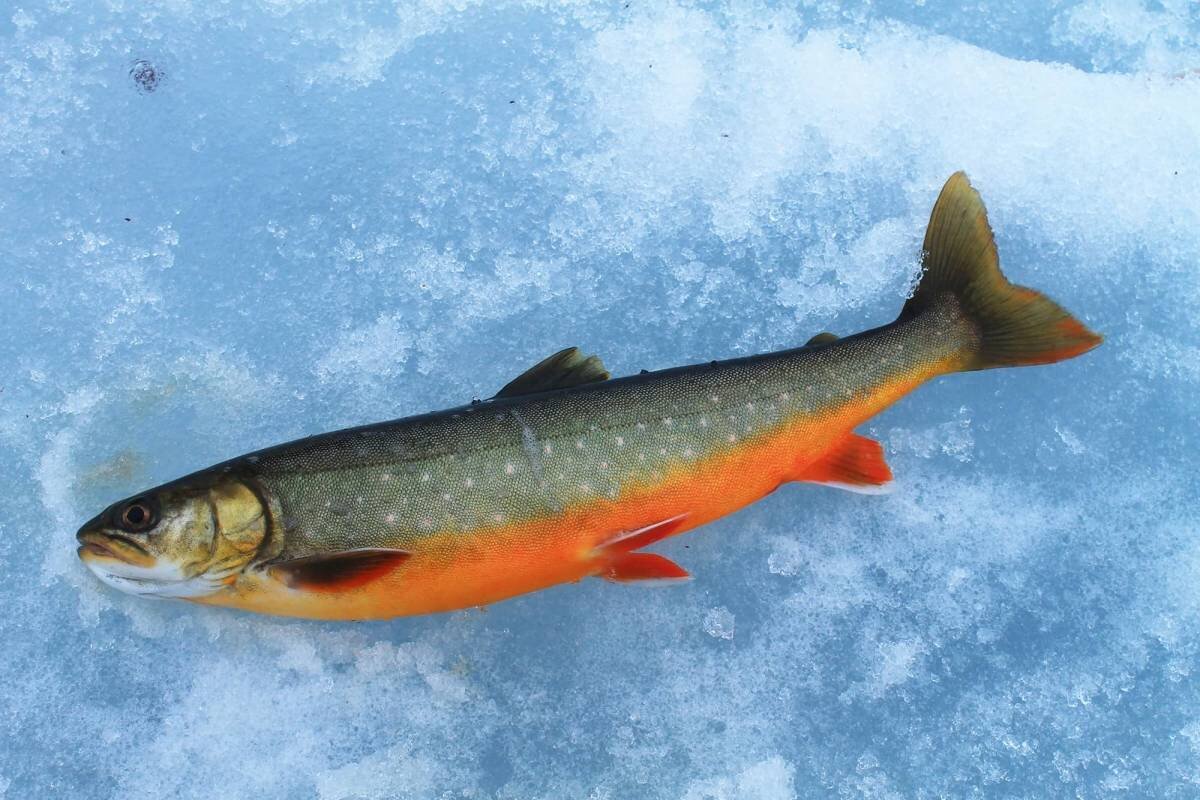 Семейство КАРПОВЫЕ (Cyprinidae) - Интернет-клуб нахлыстовиков