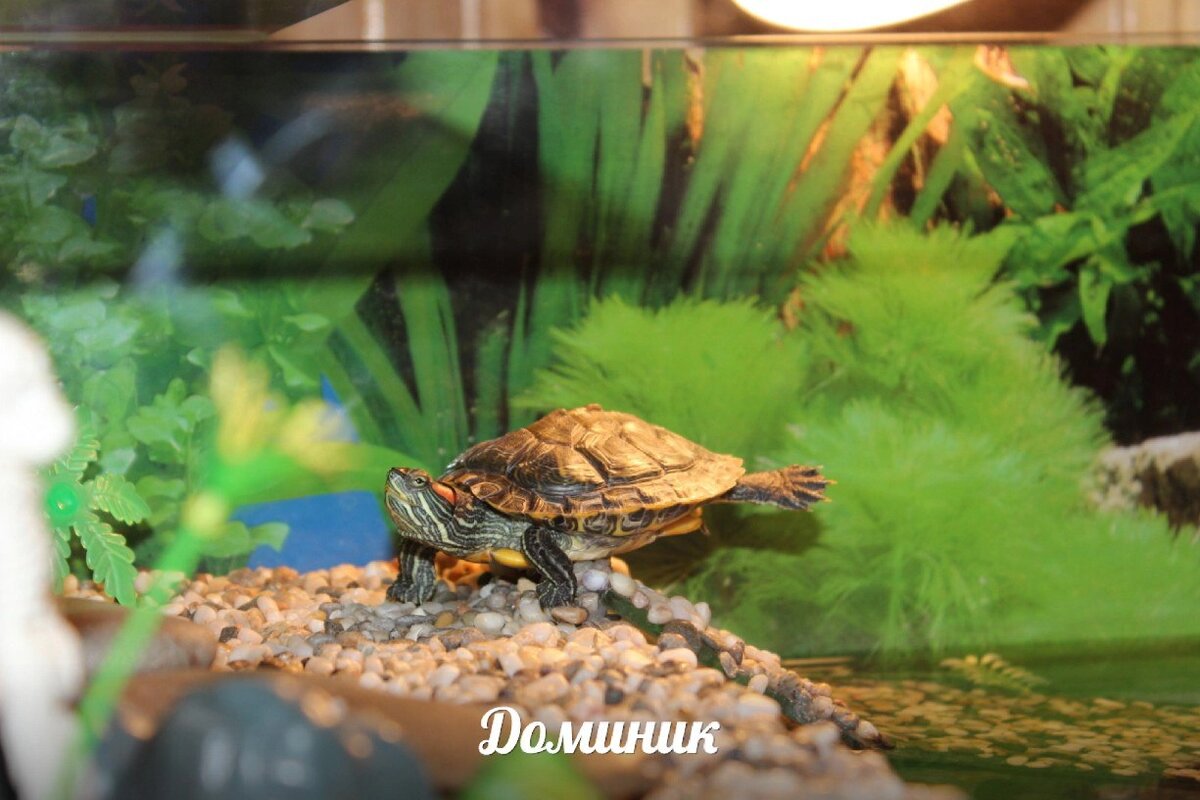 Умерла черепаха,весь день реву,как ненормальная! - ответов на форуме zenin-vladimir.ru ()