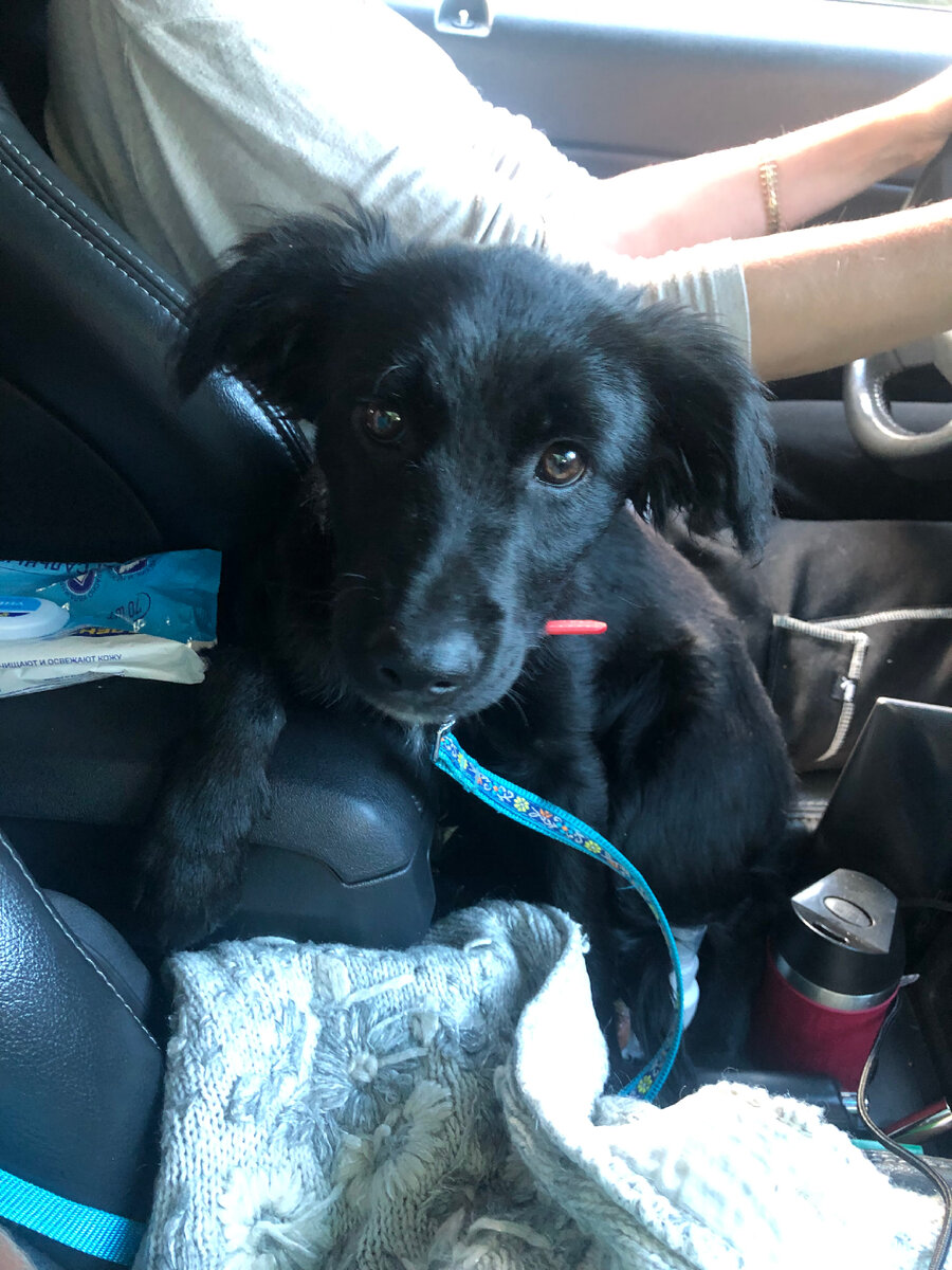 Малышка, уехавшая в новую жизнь прицепом)