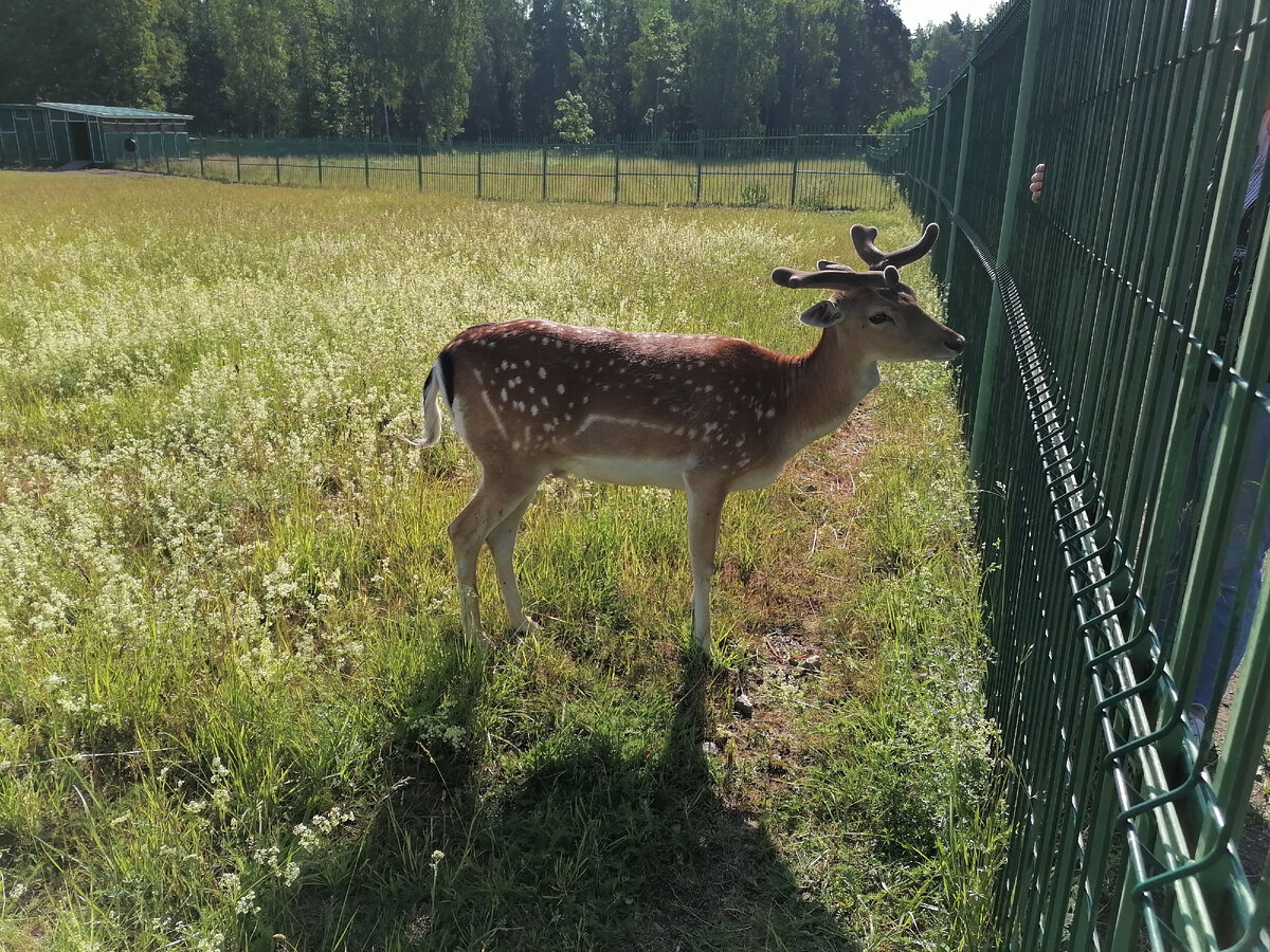 Пятнистый олень. Любит когда ему чешут задние рожки.